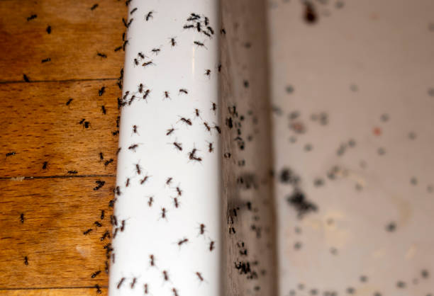 Best Local Pest Control Services  in Seaside Park, NJ